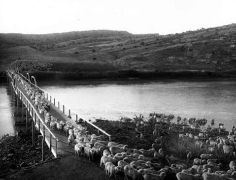 Sheep outnumbered cattle in Natrona County by 1903, when this band of 3,000 crossed the North Platte River near Alcova. Stimson Collection, Wyoming State Archives.