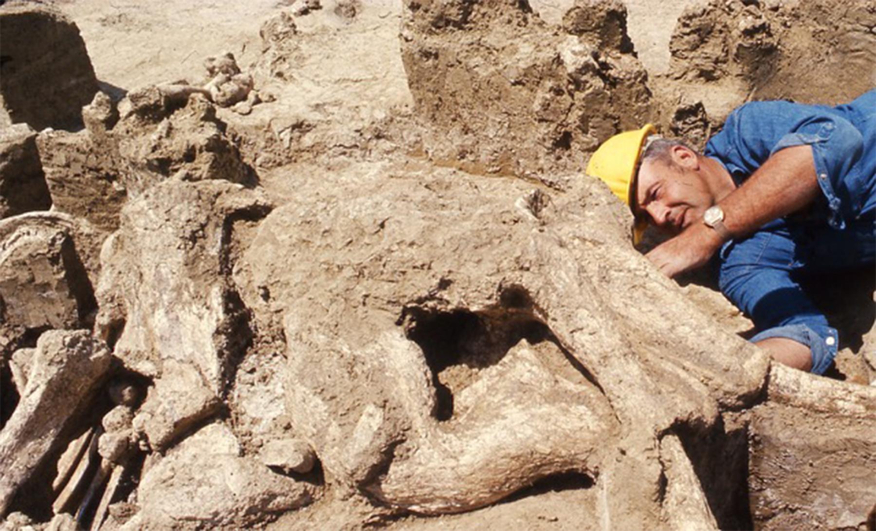Frison led the team in 1973 at the Colby Site, east of Worland, Wyoming, in the Bighorn Basin, which excavated the remains of mammoths killed 11,000 years ago . Along with bones of about 11 mammoths, the archaeologists found stone tools and bone artifacts. Frison and other researchers believed that the bone piles were the remains of meat caches. UW Anthropology Department.