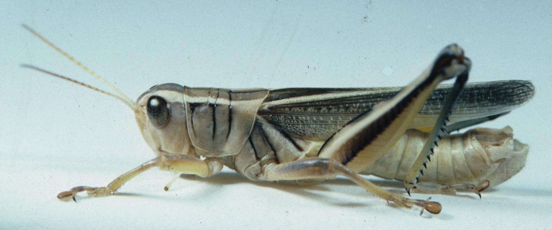 This twostriped grasshopper is able to devastate a farmer’s crops. University of Wyoming, Etymology Field Guide. close-up of a two-striped grasshopper