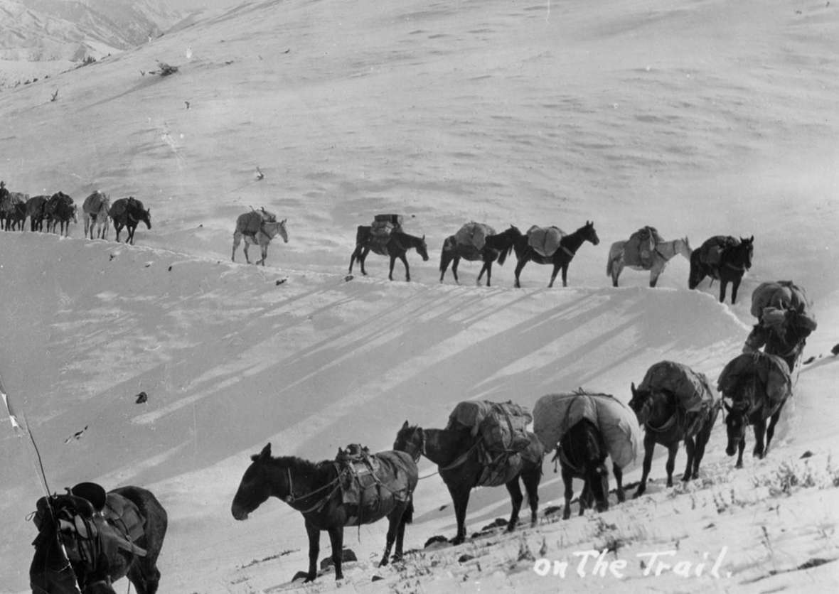 The Gates party needed 55 pack horses to carry all the supplies and provisions, plus 16 saddle horses for the sportsmen, guides, wranglers, and cooks. On their way out of the mountains in late October, 1913, they ran into a big snowstorm. Park County Archives. The Gates party needed 55 pack horses to carry all the supplies and provisions, plus 16 saddle horses for the sportsmen, guides, wranglers, and cooks. On their way out of the mountains in late October, 1913, they ran into a big snowstorm. Park County Archives.