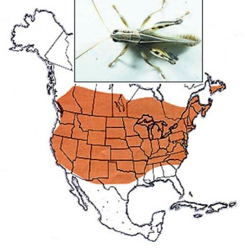 This map shows the wide distribution of the two-striped grasshopper, Melanoplus bivittatus (Say). They inhabit tall, lush, herbaceous vegetation. Map with photo of two-striped grasshopper shows the insect's range from across southern Canada all the way south almost to the Mexican border, except fo areas along the Gulf Coast.